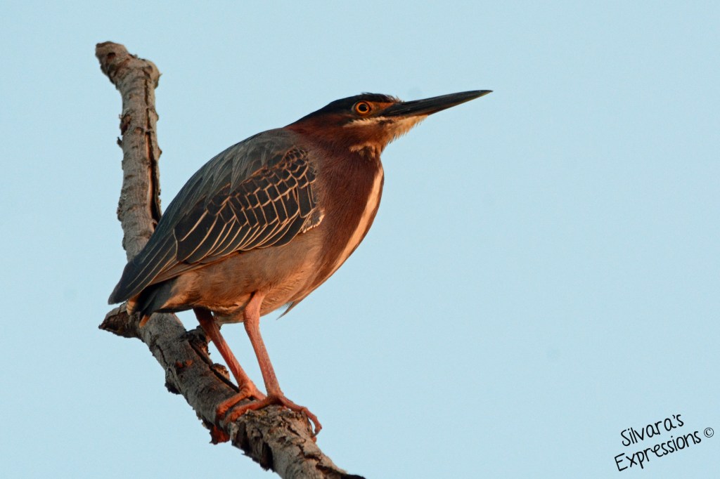 2015-05-06 - Green Heron 001