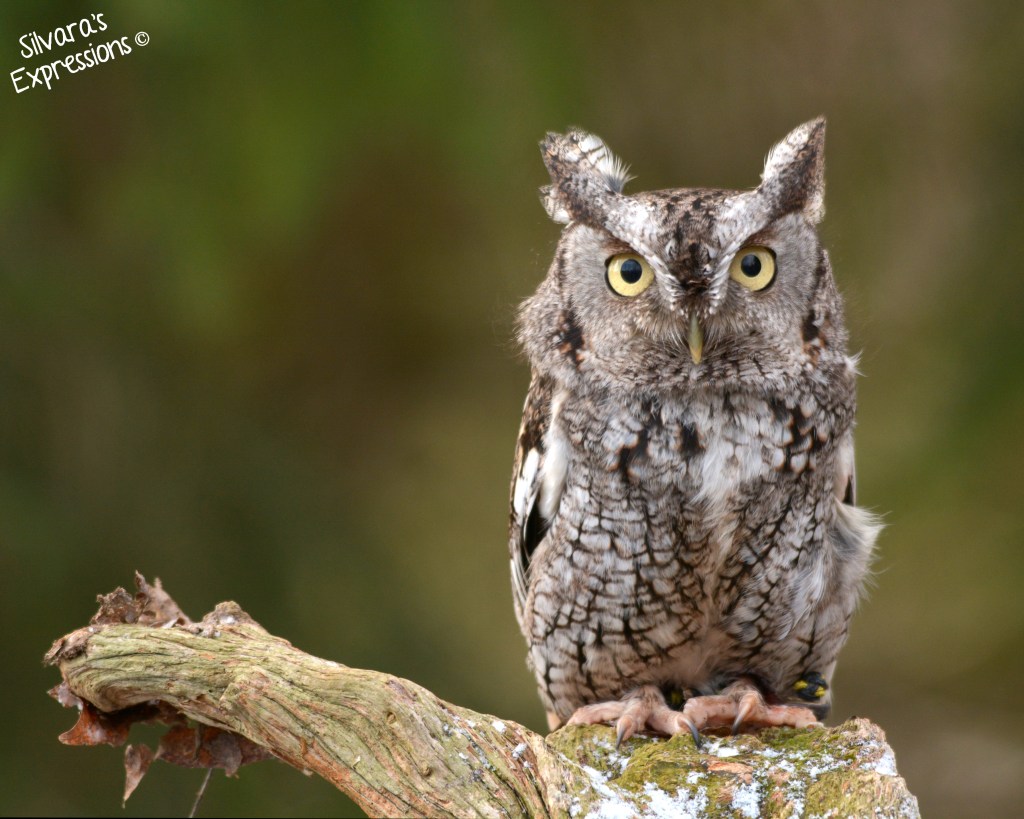 Halton Conservation Birds of Prey 001