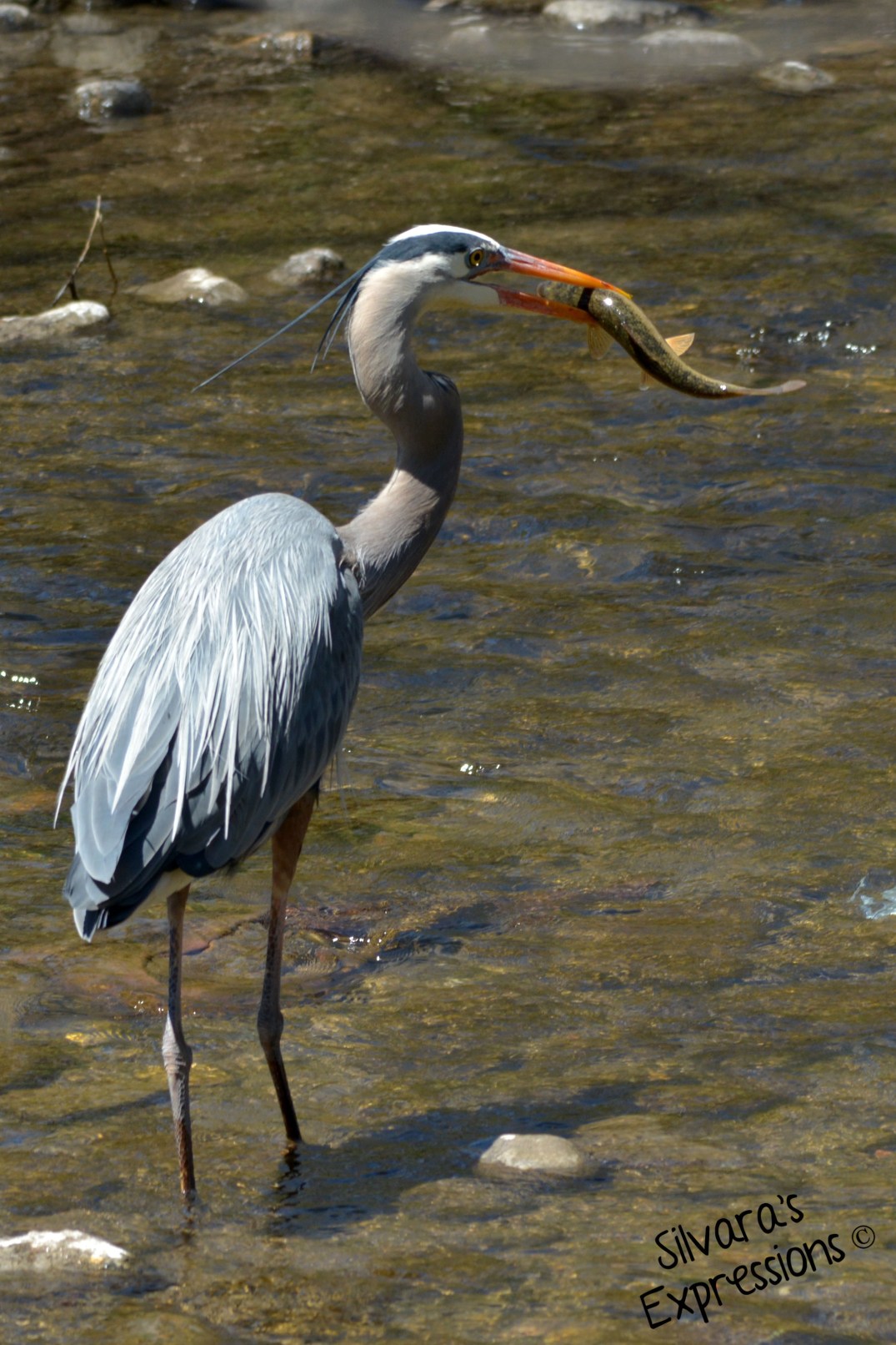 2016-04-27 - Iron Horse Trail, Blue Heron