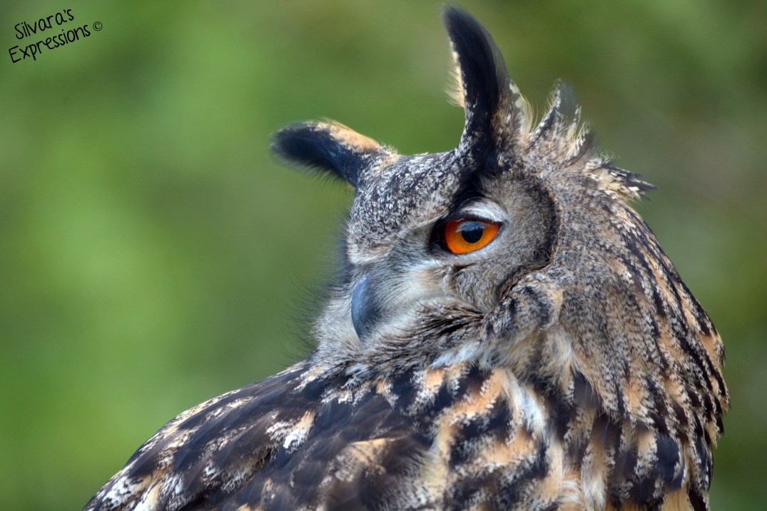 2016-05-14 - Eurasian Eagle Owl 002