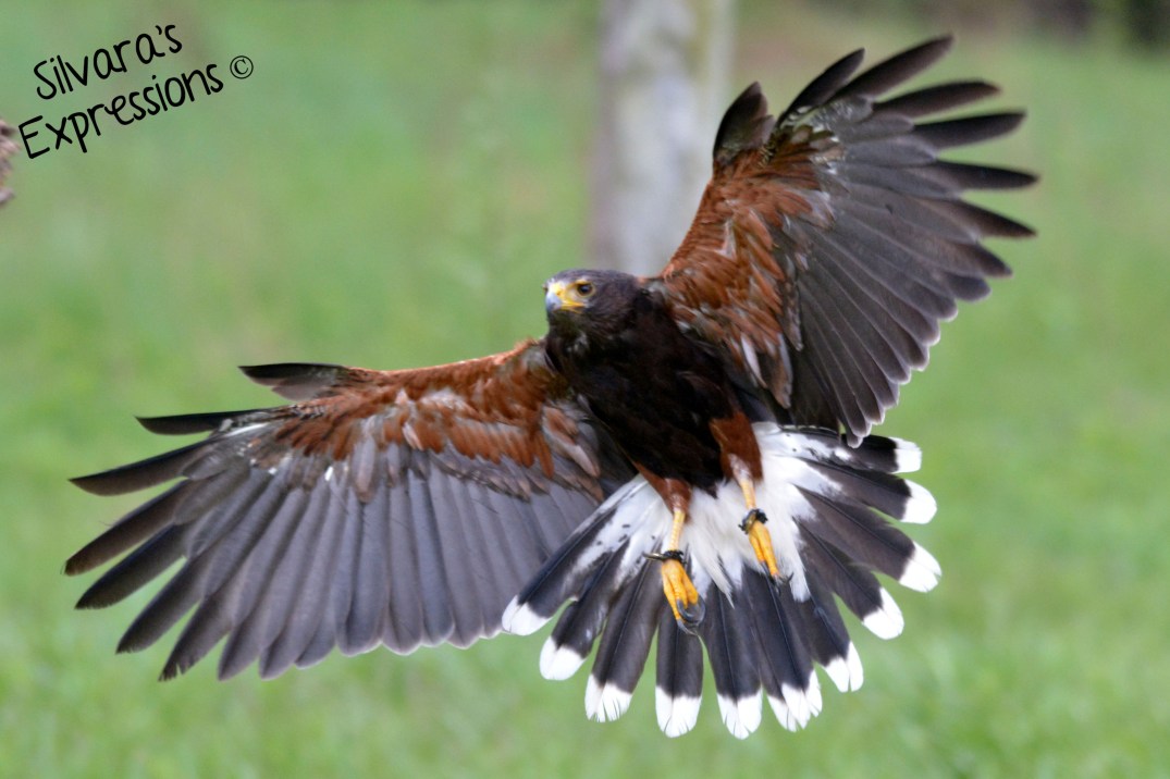 2016-05-14 - Harris Hawk 003