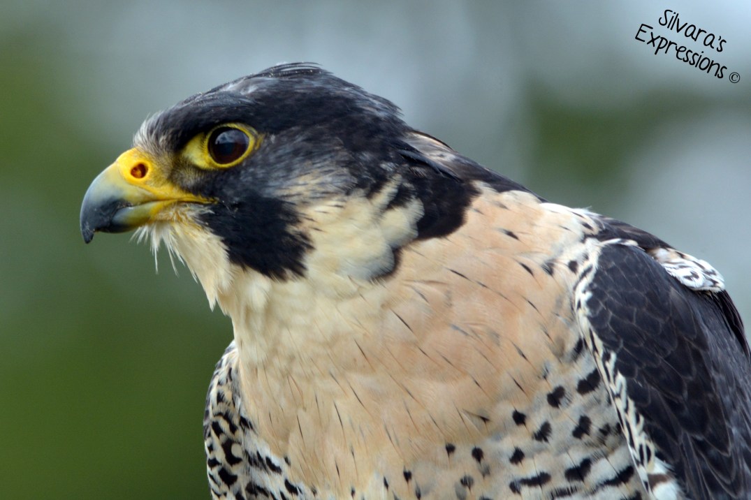 2016-05-14 - Peregrine Falcon 005