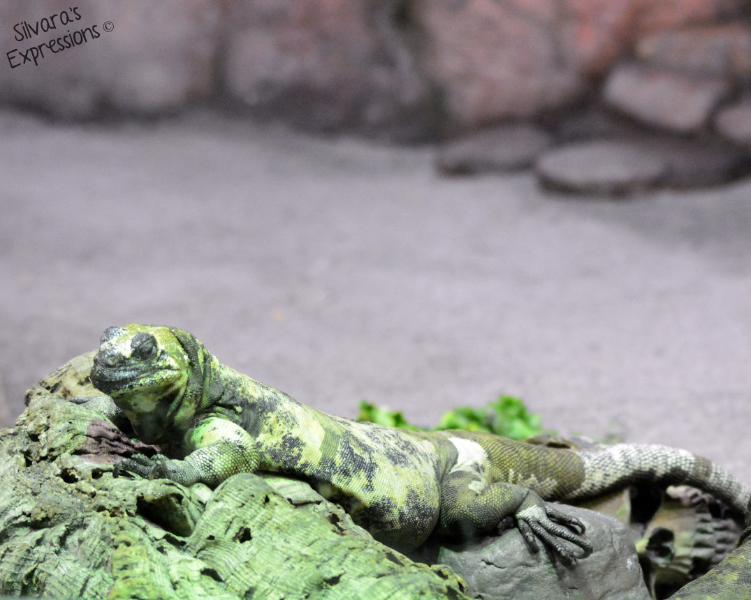 Toronto Zoo Reptile 007